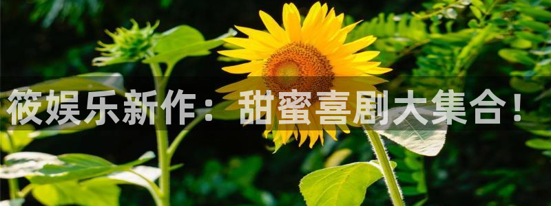 壹号app官方登录入口下载